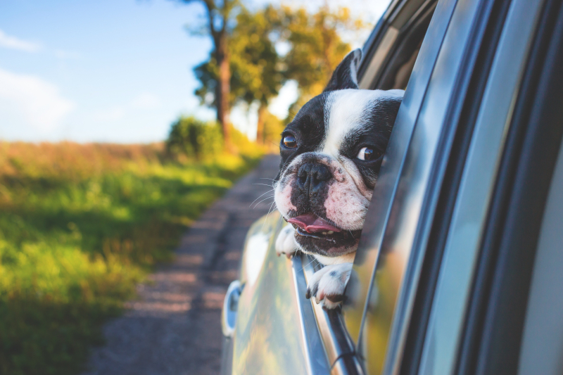 Dog_in_the_car